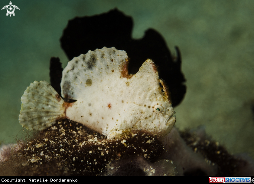 A Jaw fish