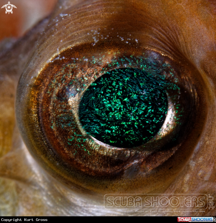 A Eye