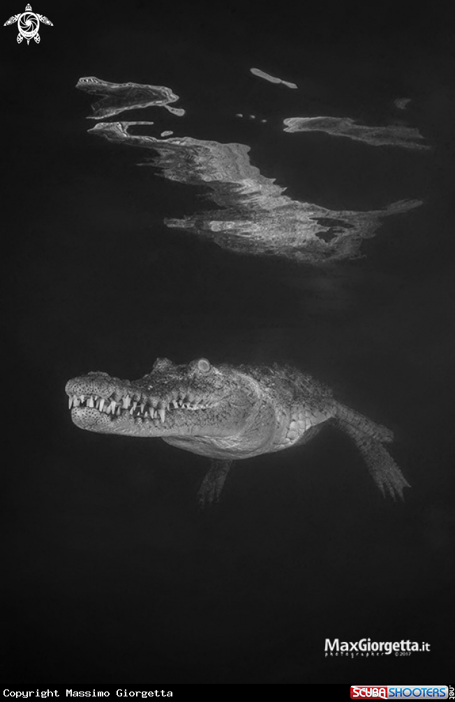 A crocodille