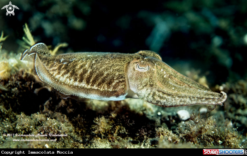 A Sepia offiinalis