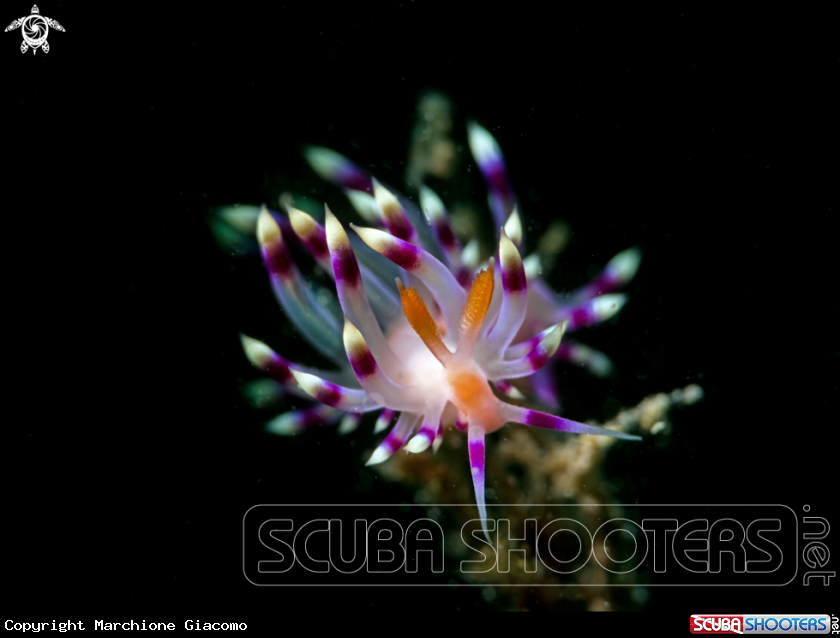 A Flabellina