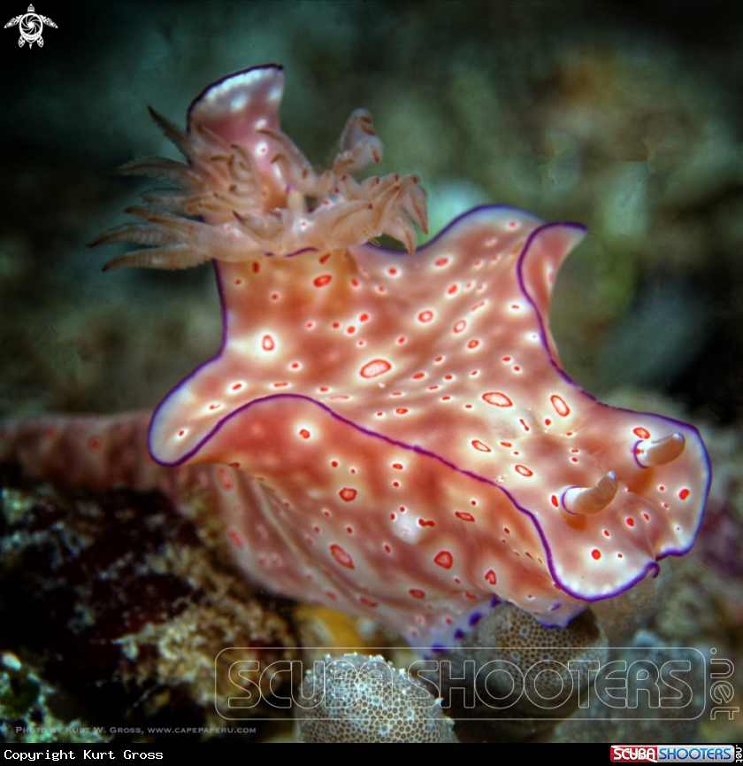 A Nudibranche