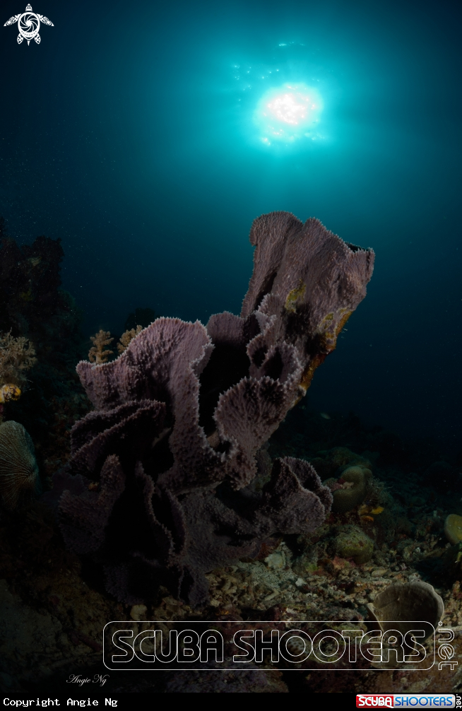 A callyspongia sp