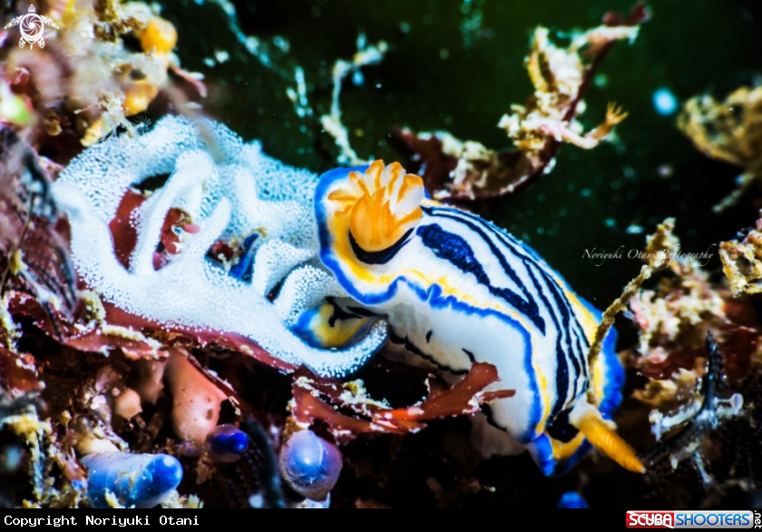 A Nudibranch