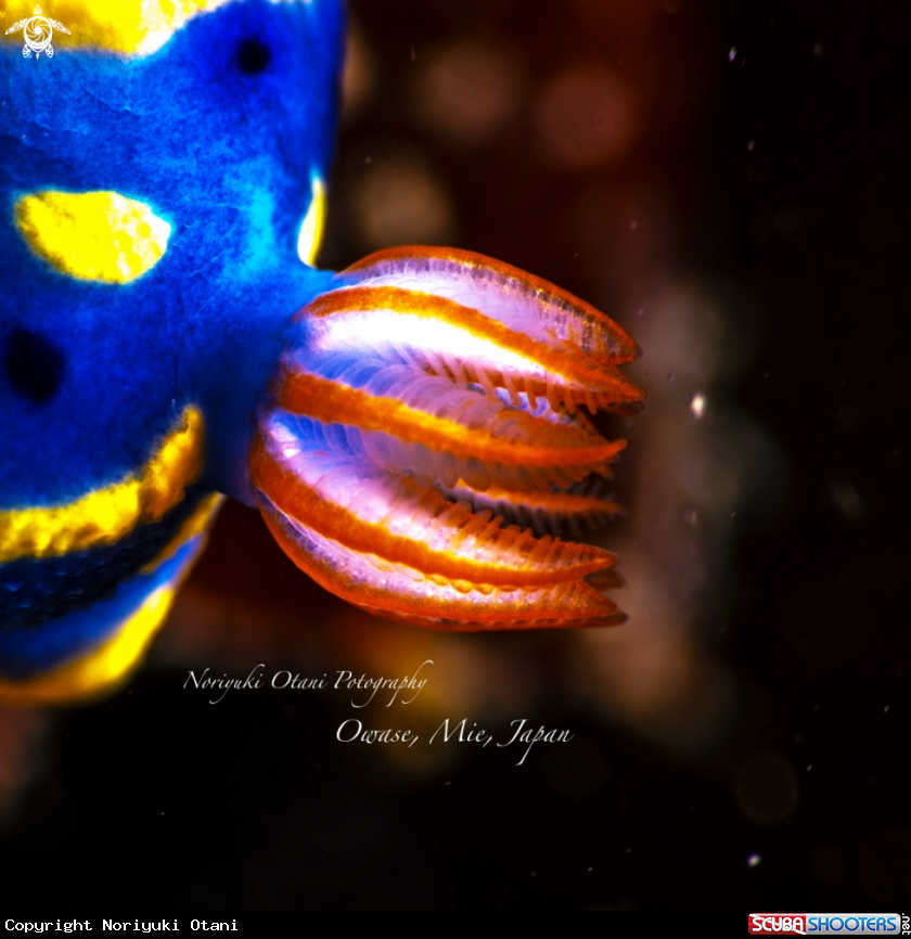 A nudibranch