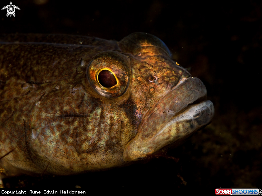 A Black goby