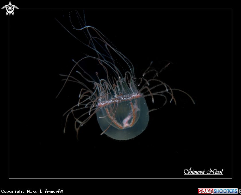A jellyfish