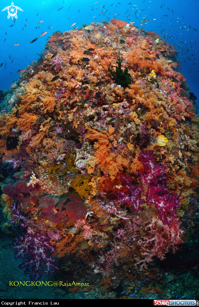 A Soft coral