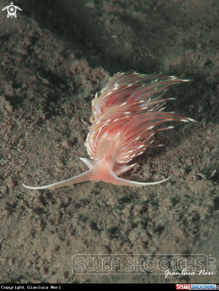 A Facelina