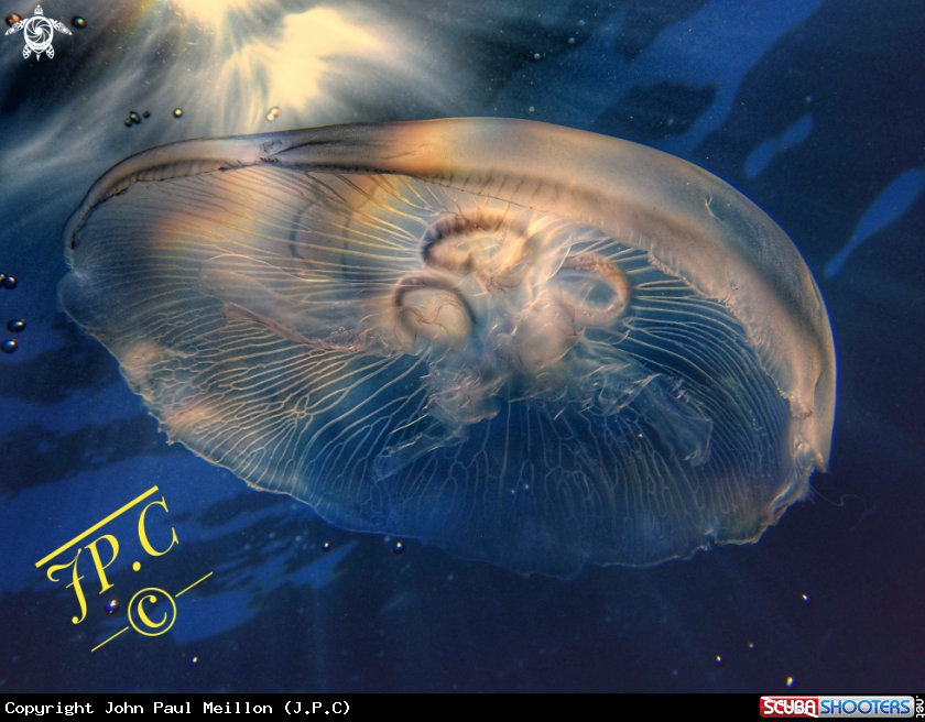 A moon Jelly 