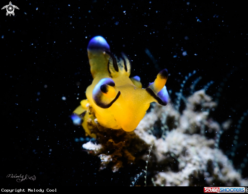 A Nudibranch