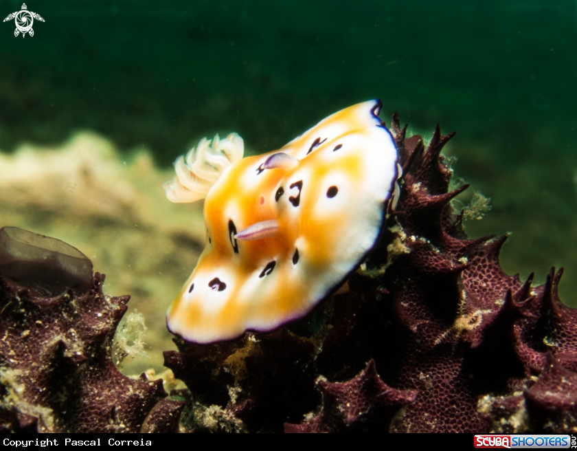 A Chromodoris leopard