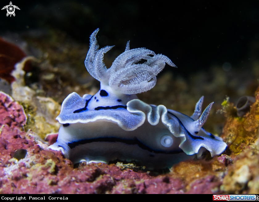 A Chromodoris willani