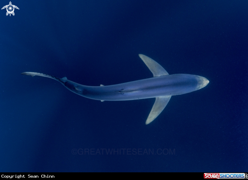A Blue Shark