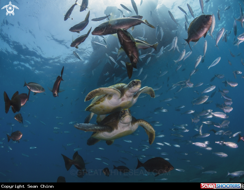 A Green Sea Turtle