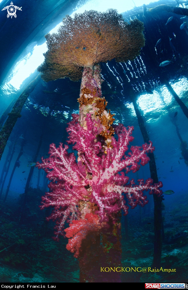 A Coral