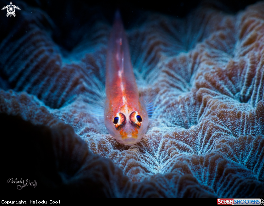 A goby