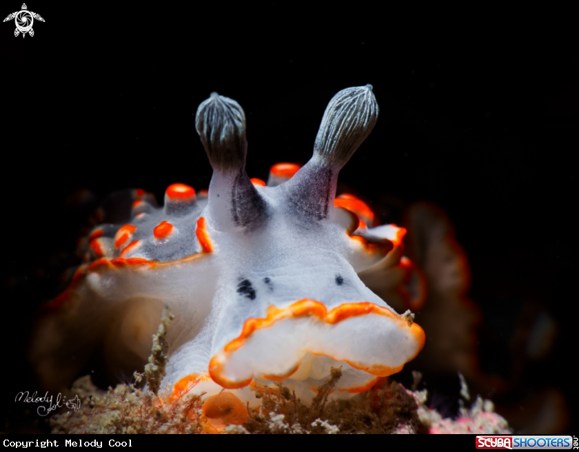 A Nudibranch