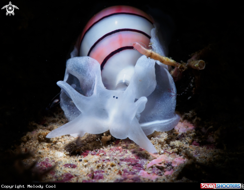 A Bubble Shell 