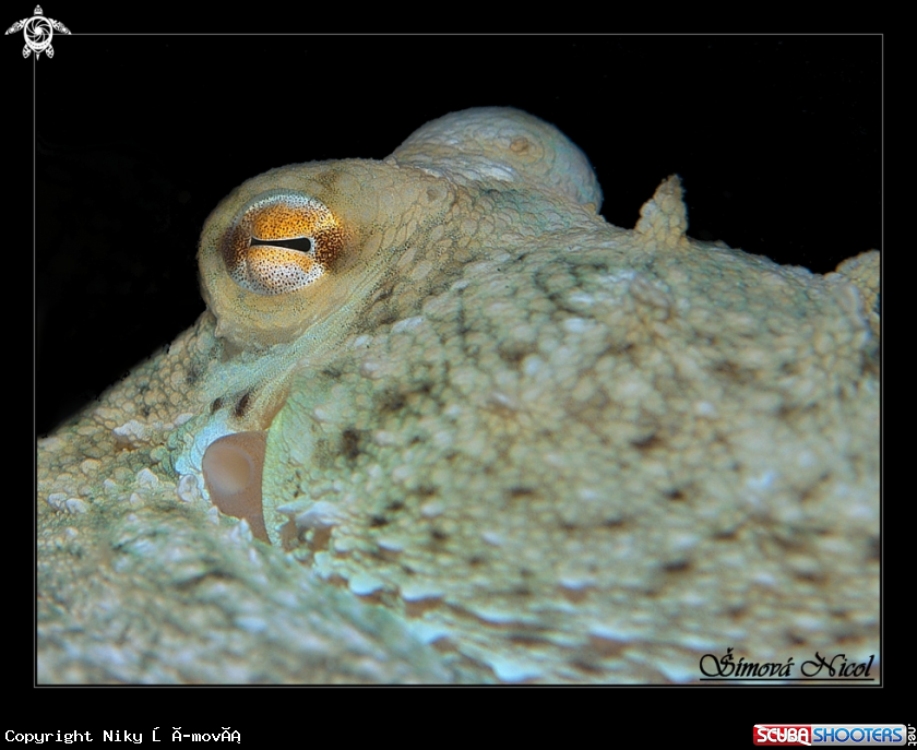 A octopus eye