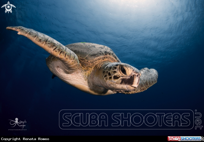 A green turtle