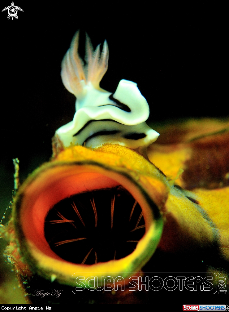 A Nudibranchs