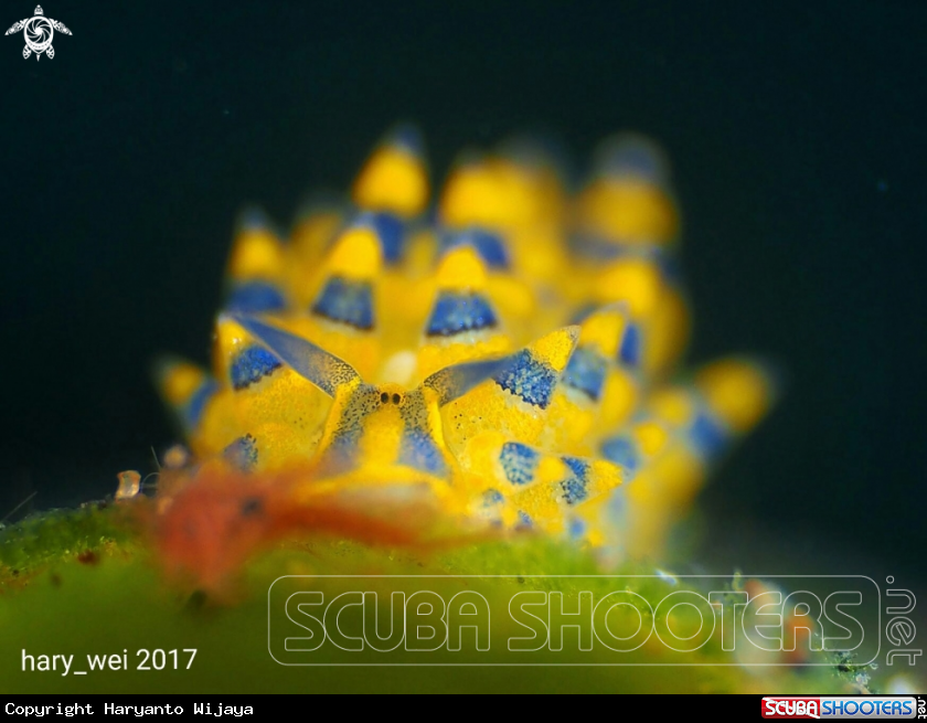 A Nudibranch