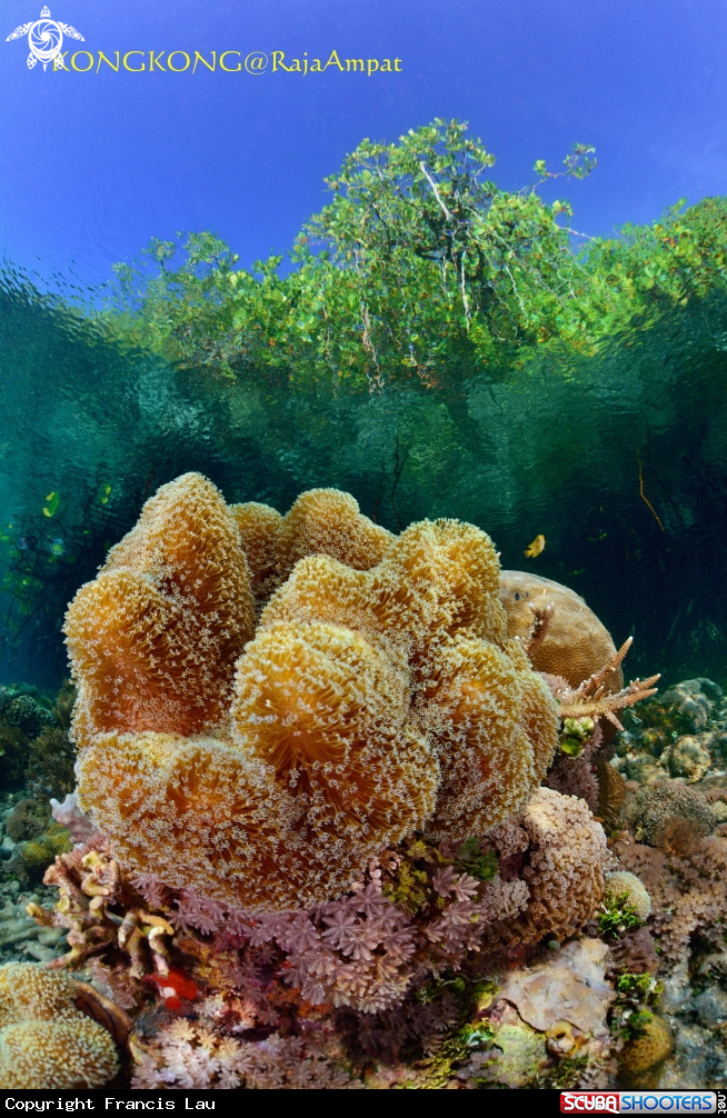 A Mangrove
