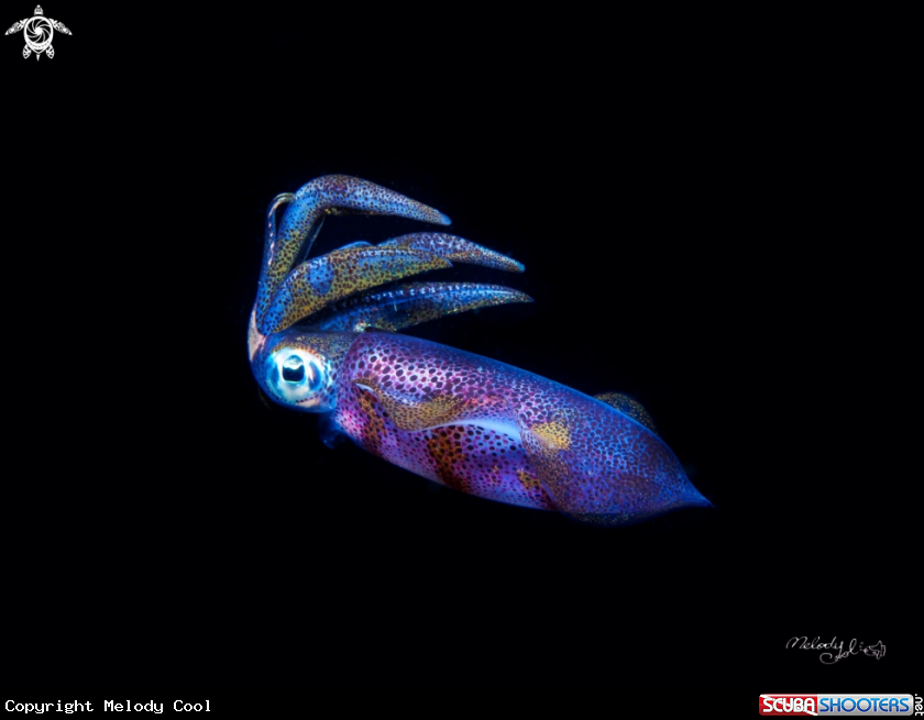 A Squid