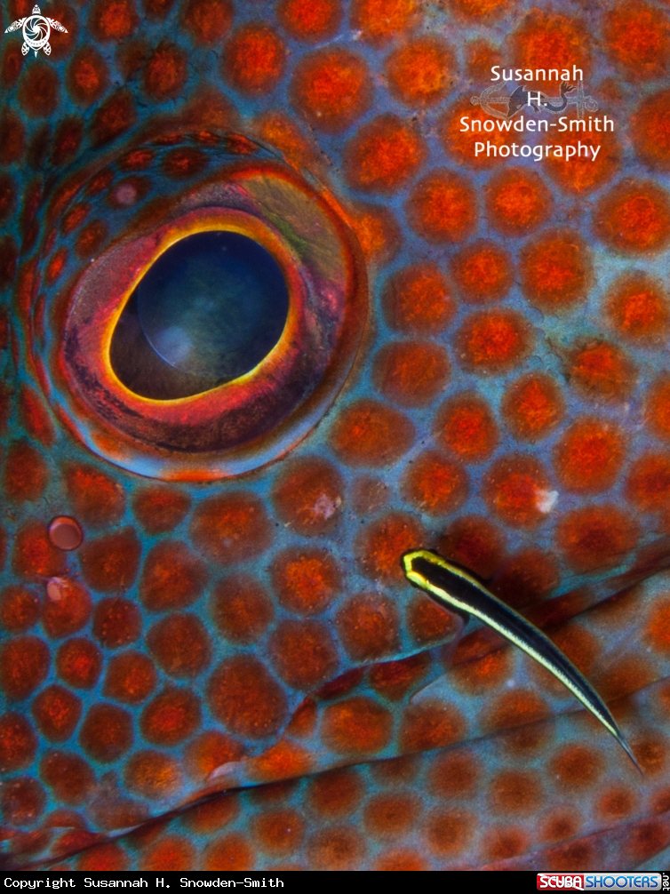 A Graysby, sharpnose goby