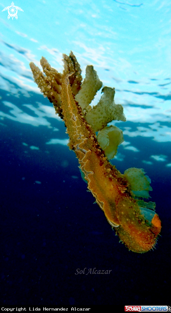 A melibe nudibranch