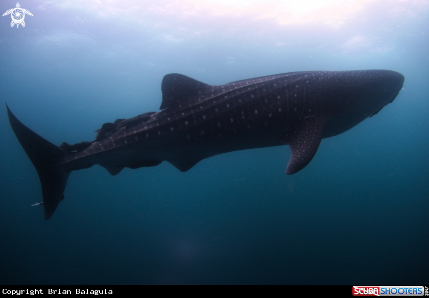 A Whale Shark