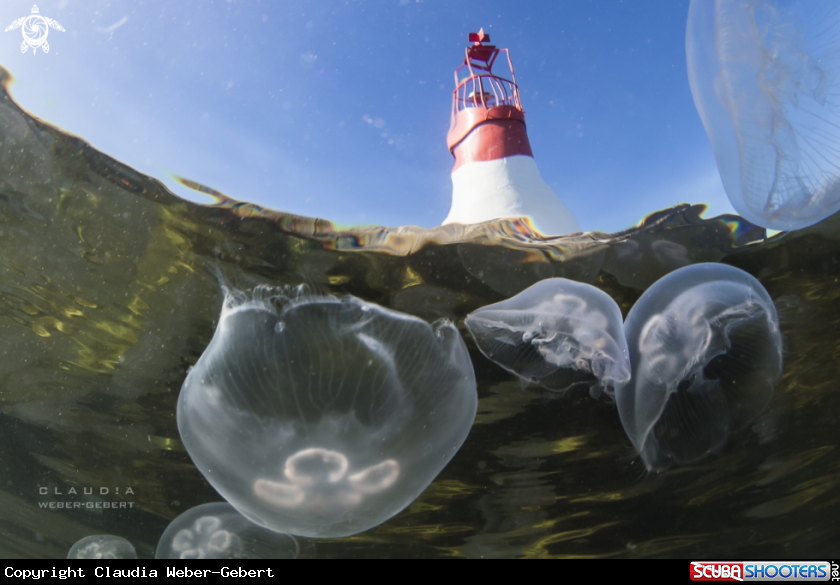 A jellyfish