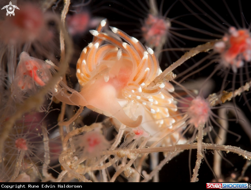 A Facelina bostoensis