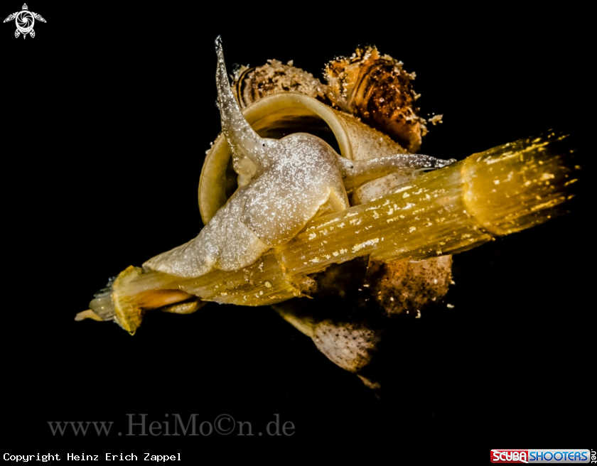 A Schlammschnecke (Lymnaeidae)