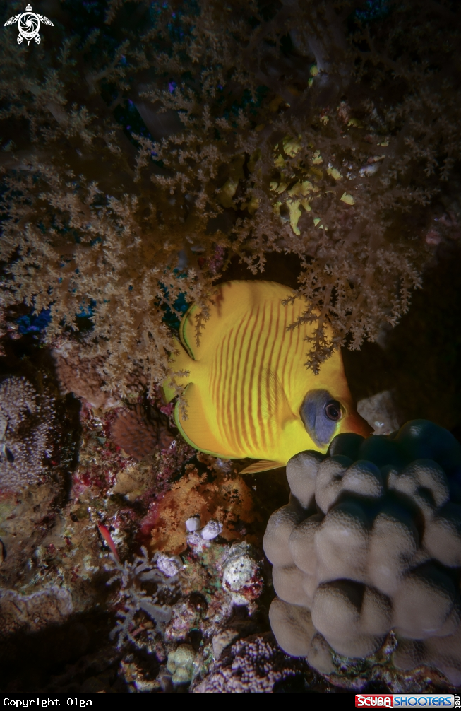 A Masked Butterflyfish