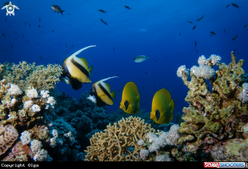 A Butterfly Fish