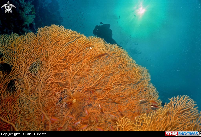 A Gorgonian