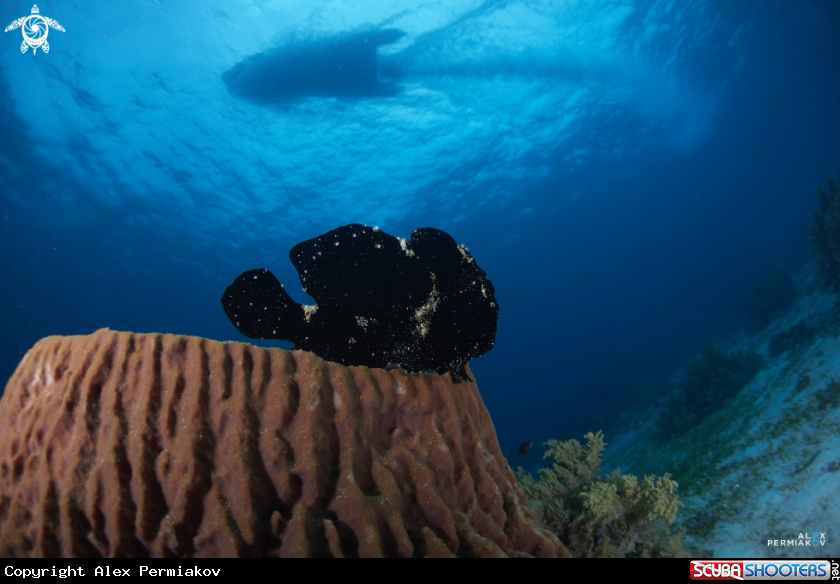 A Frogfish