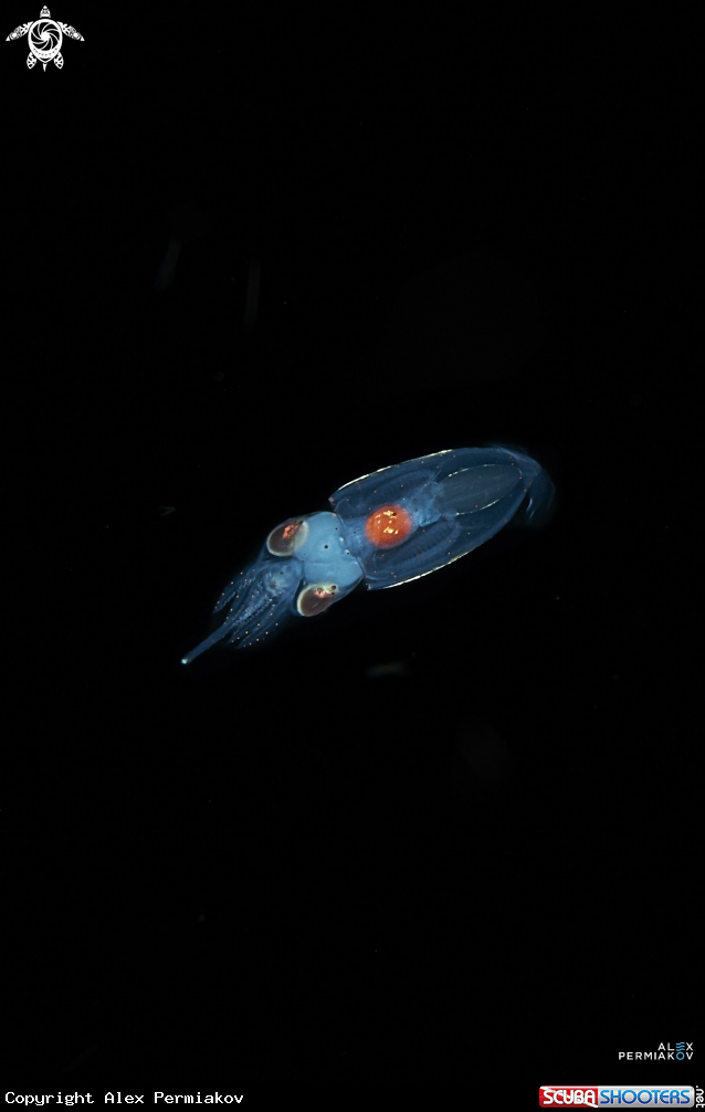 A Squid