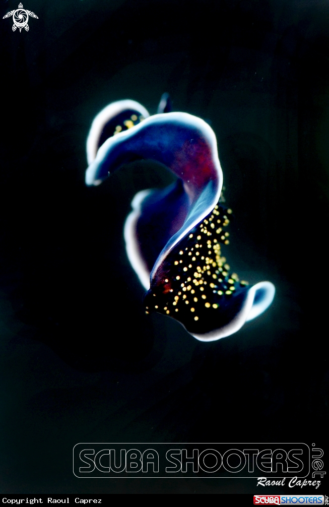 A Flat worm