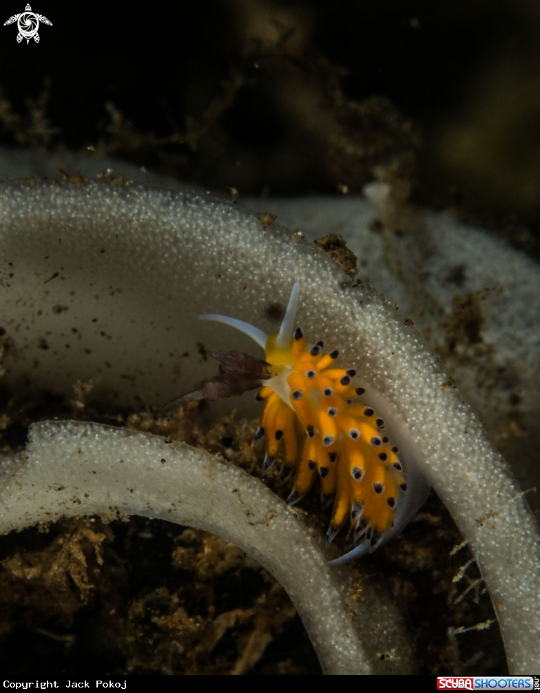 A Favorinus tsuruganus 