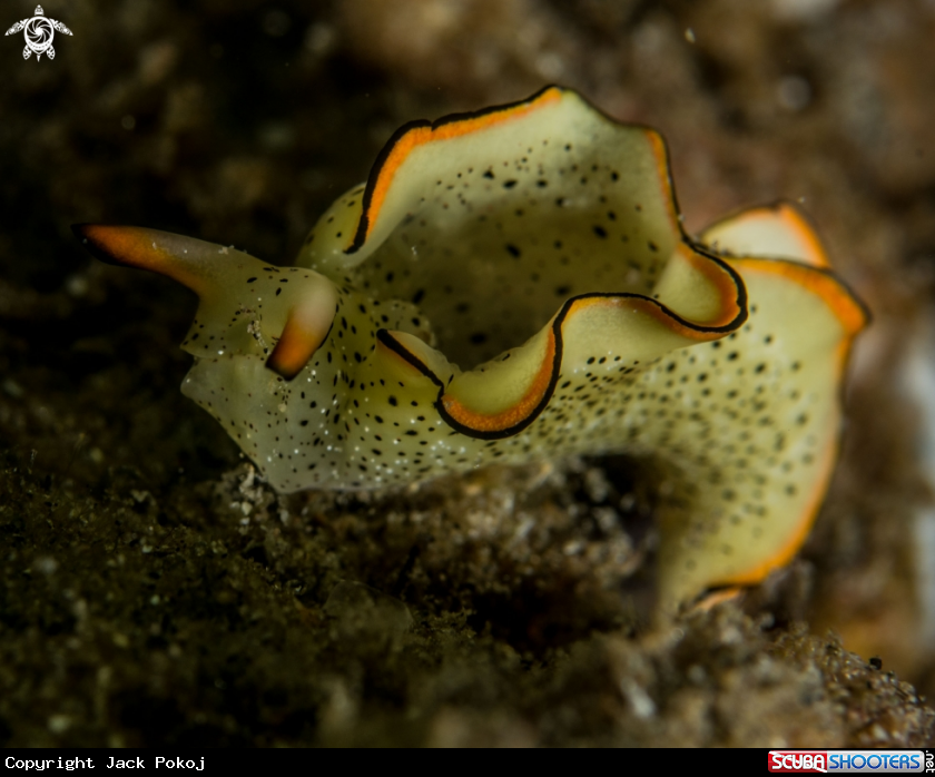 A Elysia marginata