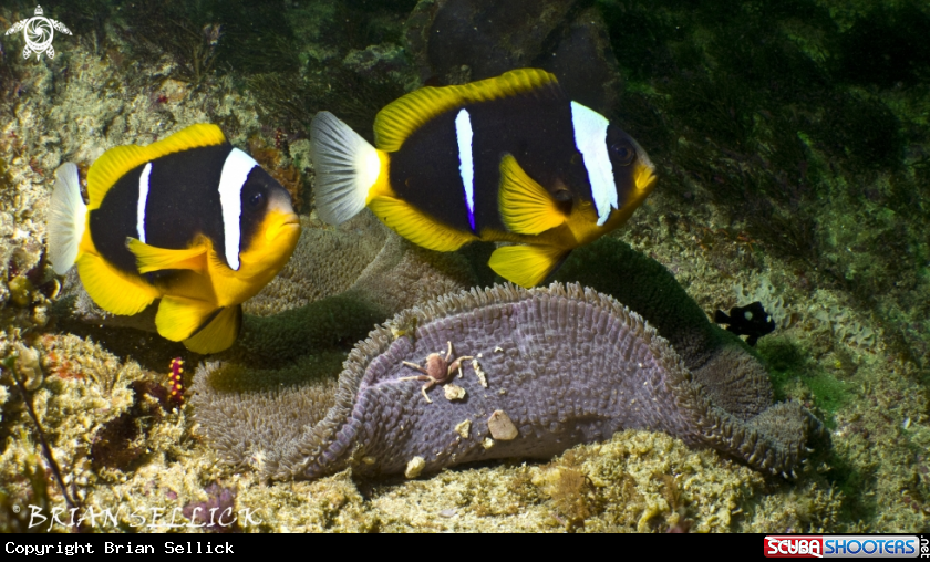 A Anenome fish