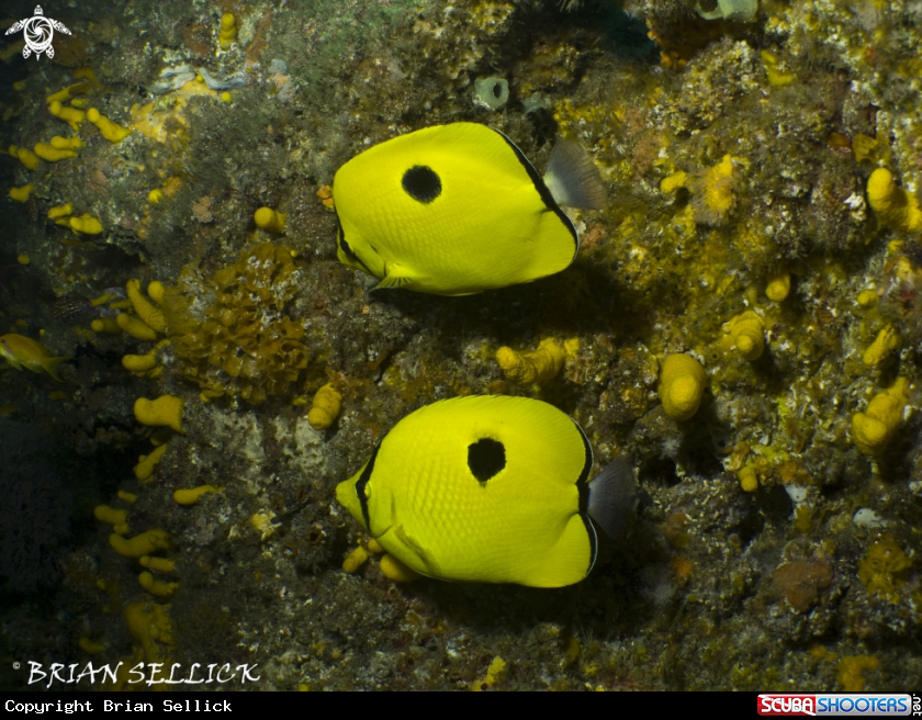 A Teardrop Butterflyfish