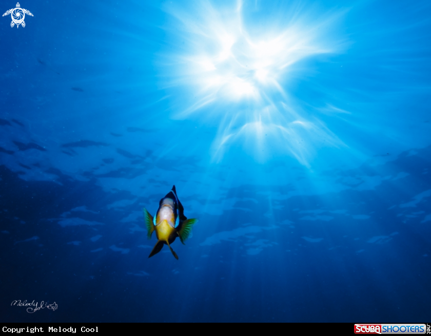 A Nemo 