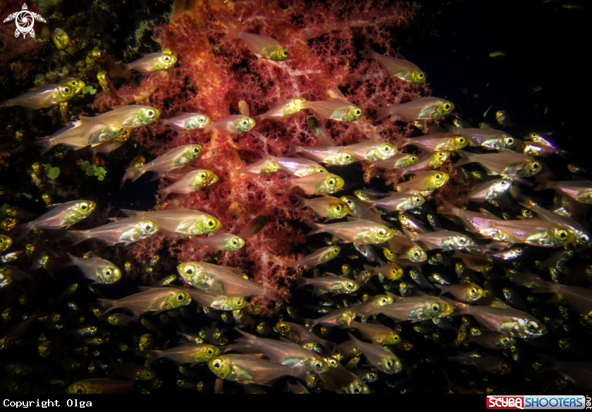 A Glassfish and Softcoral
