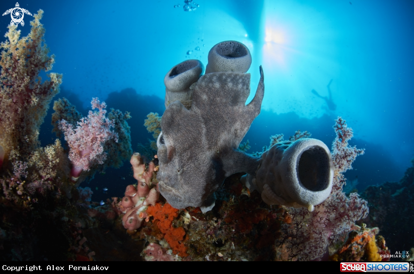A Frogfish