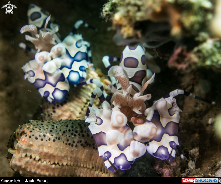 A Harlequin Shrimp