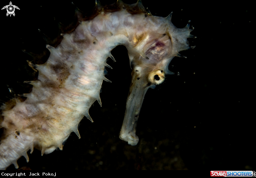 A Thorny seahorse